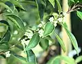 Ilex mitis blossoms.