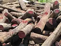 A close-up photo of an unorganized pile of dozens of rosewood logs