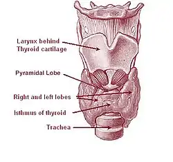 Fig. 1Anatomy of the thyroid