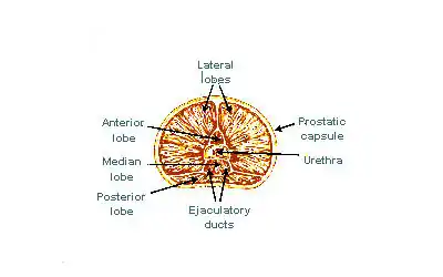 Lobes of prostate