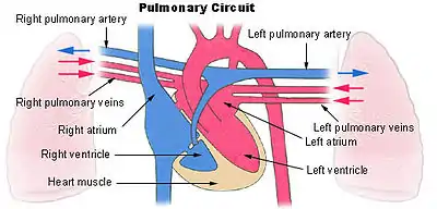 Diagram showing the four chambers of the heart and the pulmonary arteries and veins connecting it to both lungs