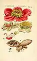 Paeonia officinalis from  Illustratio systematis sexualis Linnaeani