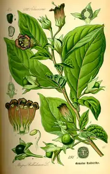 Anatomy of Atropa belladonna flower and berry