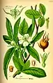 Illustration of medlar