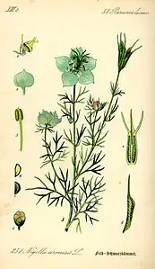 Botanical illustration