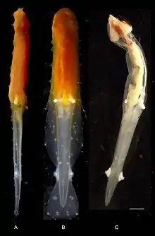 "Archeterokrohnia docrickettsae" holotype. A, lateral view; B, dorsal view; C, dorsal view, after 4 months preservation. Scale bar: 2 mm.