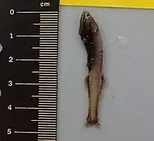 Picture of a fish next to a ruler