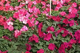 Impatiens - Impatiens walleriana