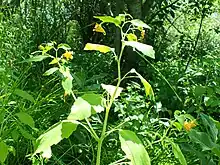 Impatiens aurella plant