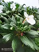 Impatiens henslowiana