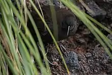  small dark rail hidden by shadows behind grass