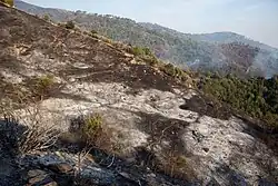 A wildfire on a mountainside