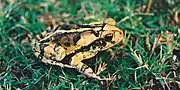 Gulf Coast Toad (Incilius nebulifer), Municipality of Soto La Marina, Tamaulipas, Mexico (17 May 2002).