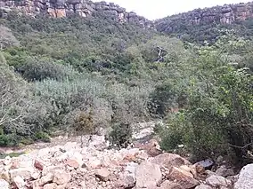 Ethiopian Highlands montane forest