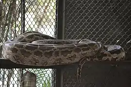 Indian rock python