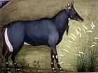 Mughal nilgai, 1625–1650