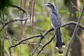 Indian Grey Hornbill in Pune. Note the casque, and the distinctive tail feathers.