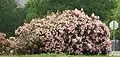 An Indian hawthorn bush at a distance