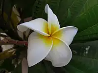 Plumeria (Indian Champa) in Surat, India