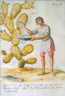 Animal dyestuff: cochineal scale insects being collected from a prickly pear, 1777