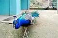 Indian peafowl