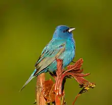 A bright blue bird with black in the wings perches, poised to sing, on new spring growth.