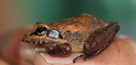 Lateral view