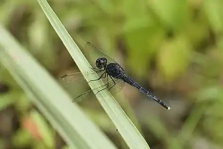 Indothemis carnatica male