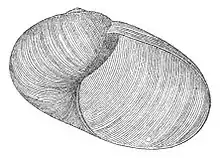 Indrella ampulla has an oval aperture.