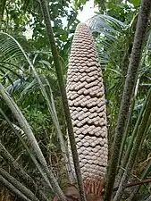 Infestation by the armored scale on the male cone