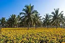 Coconut and Mexican marigold, a multilayer cropping in India