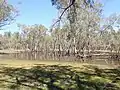 Intermittent wetland in Pilliga National Park