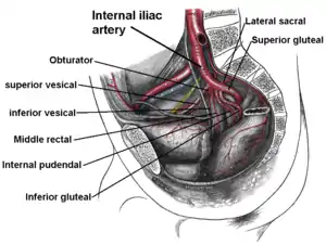 Imaging showing the inferior vesical, inferior pudendal and middle rectal arteries arising from the internal iliac arteries.