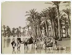 Inundated scene on the Nile