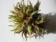 Bristly involucre