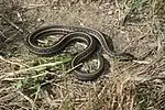 Plains garter snake (Thamnophis radix)