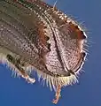 Concave elytra and spines of Ips emarginatus