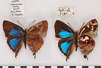 Museum specimen