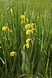 Photograph of yellow iris growing beside water