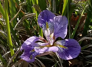 Iris unguicularis