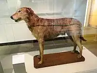 Champion Irish Wolfhound Patrick of Ifold, Ulster Museum