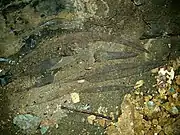 Iron artefacts found on the ground in Iroungou cave, Gabon, in 2018.