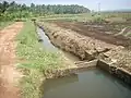 A view of paddy field from Thrissur district