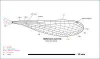 Illustration of Ischnura aurora wing