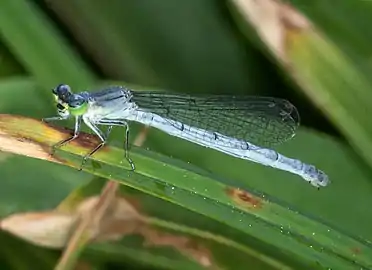 mature female