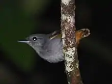 Rufous-bellied antwren