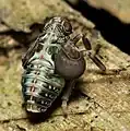 Issus coleoptratus nymph with dryinid larva under right wing