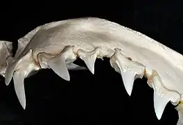 Upper teeth