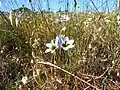 Ixia monadelpha in habitat