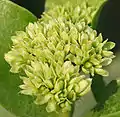 Ixora pavetta